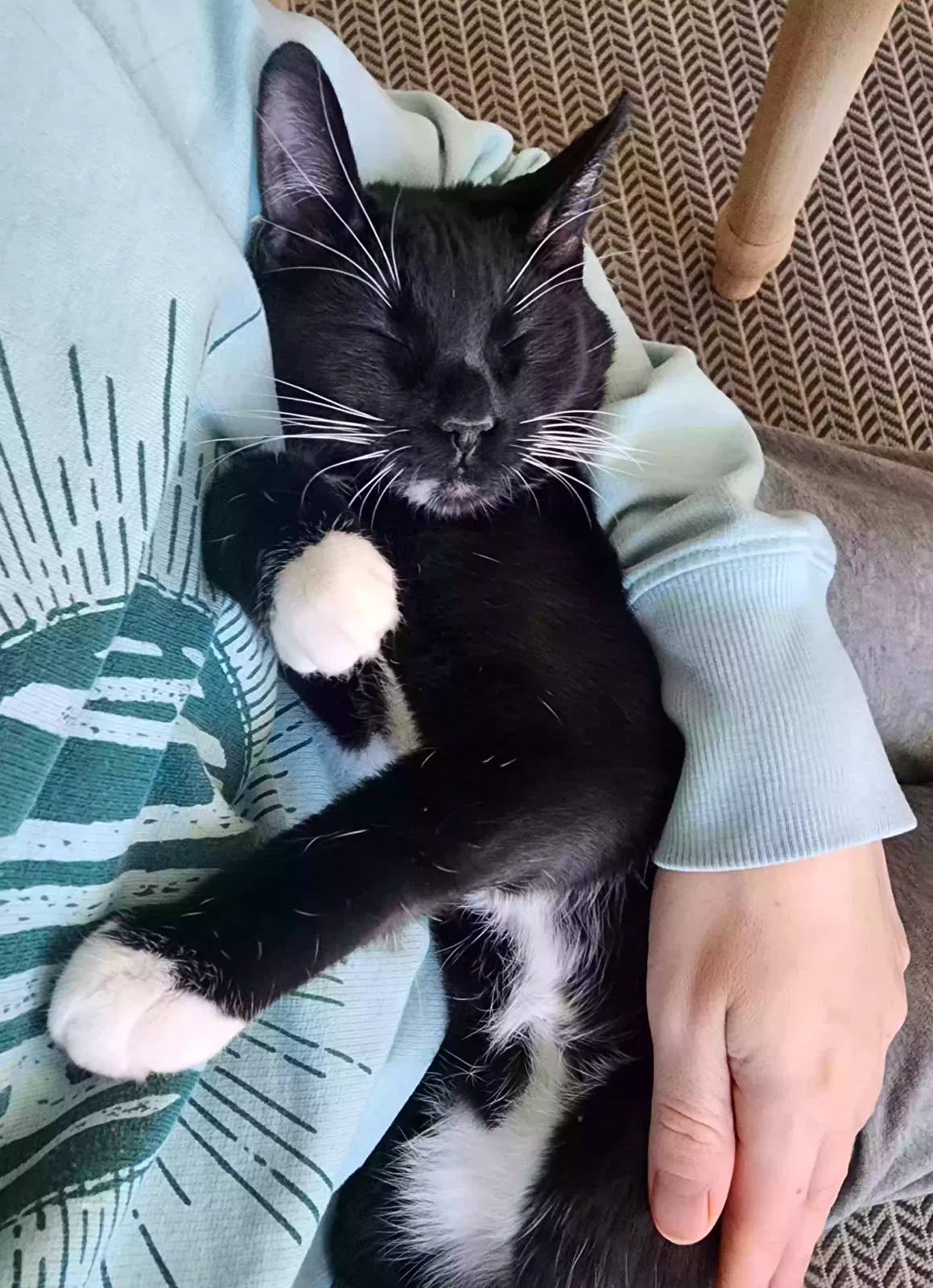 Lost cat in Bolingbrook, IL, 60440