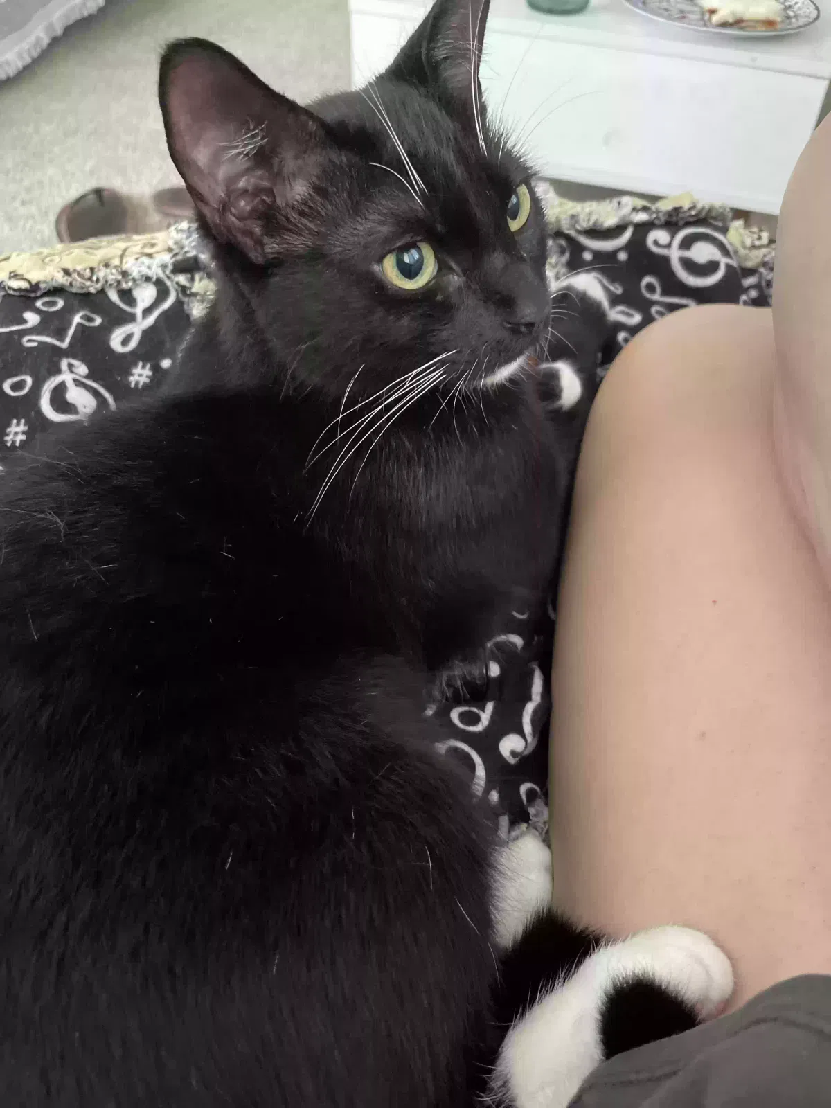 Lost cat in Oceanside, CA, 92057