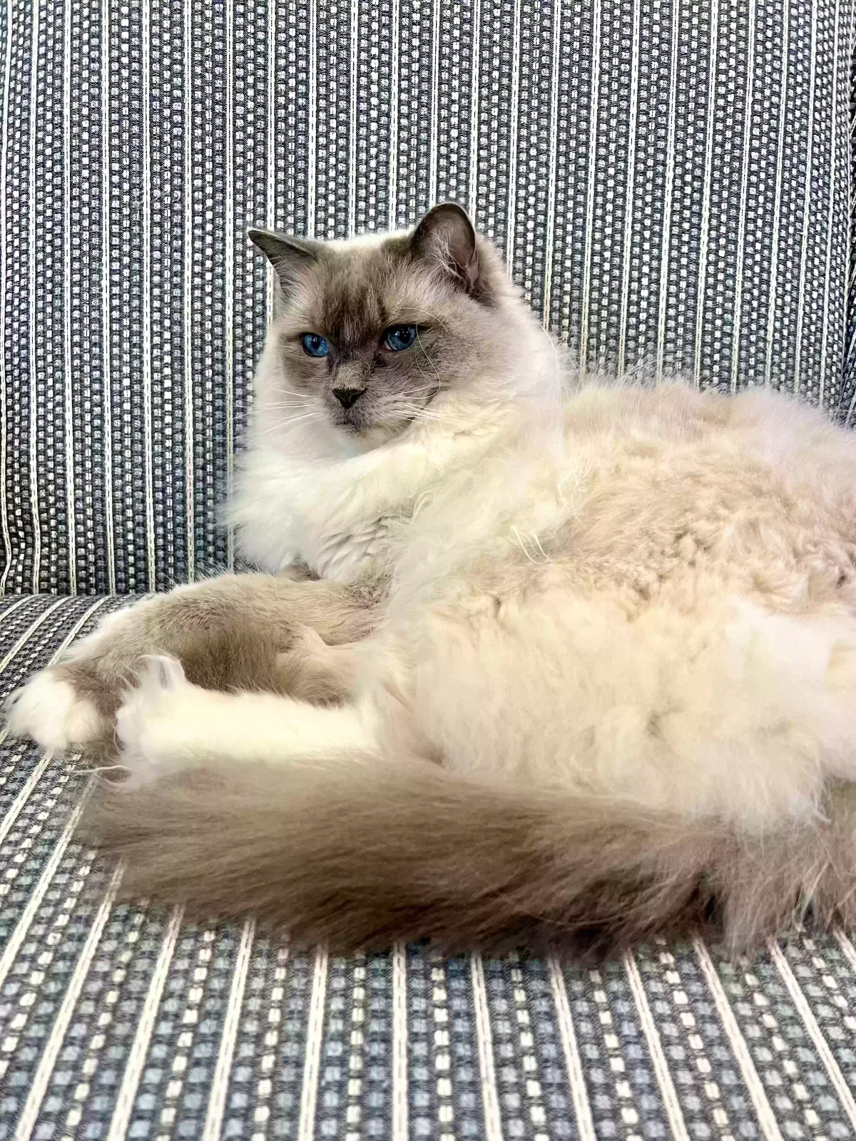 Lost cat in Stamford, CT, 6902