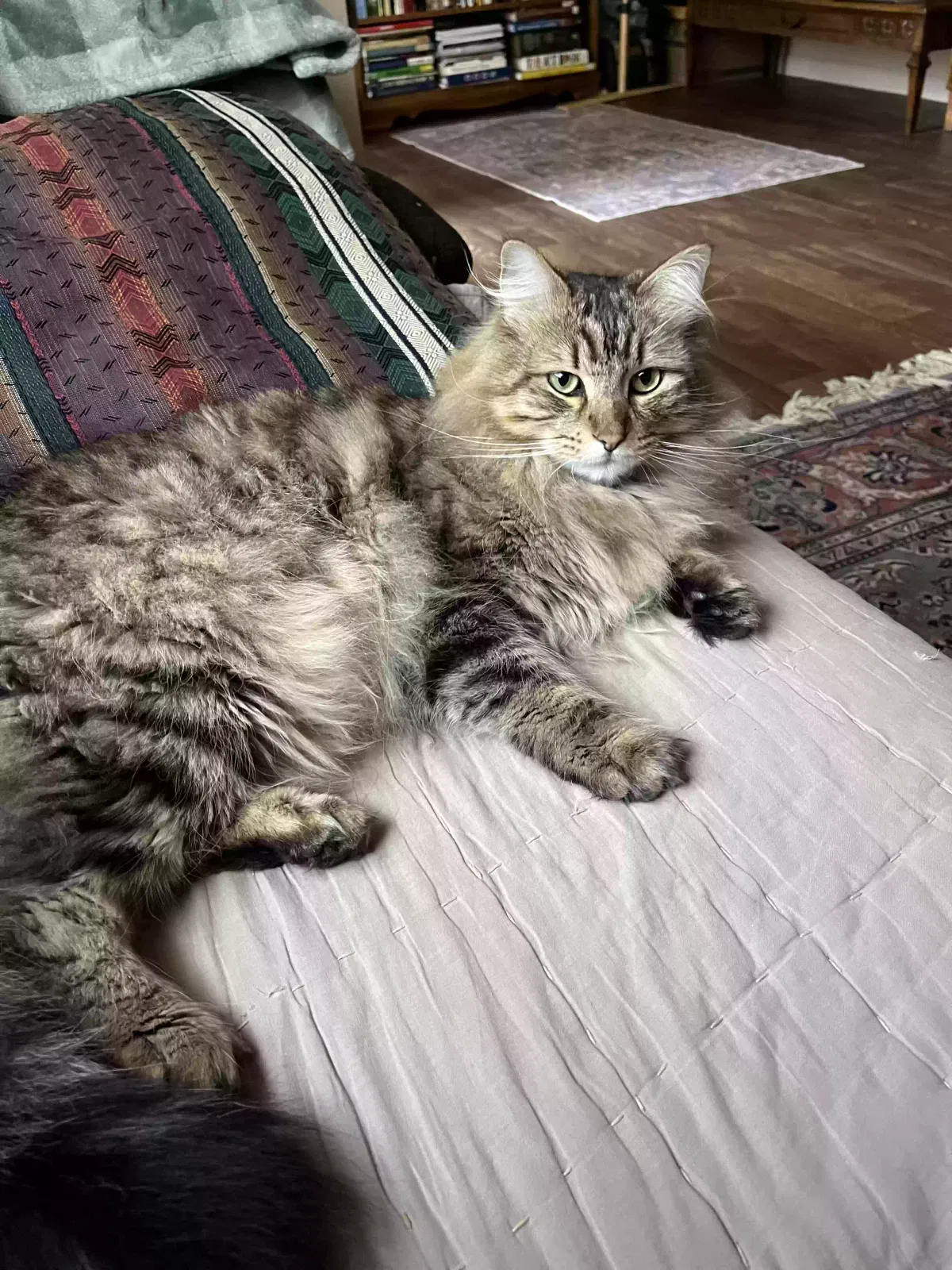Lost cat in Gilbert, AZ, 85295