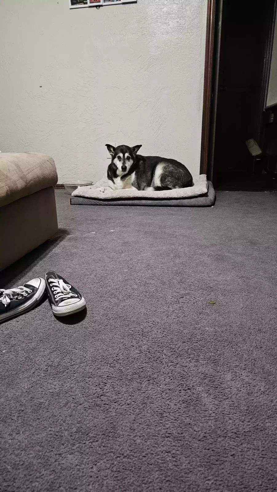 Lost dog in Oklahoma City, OK, 73127