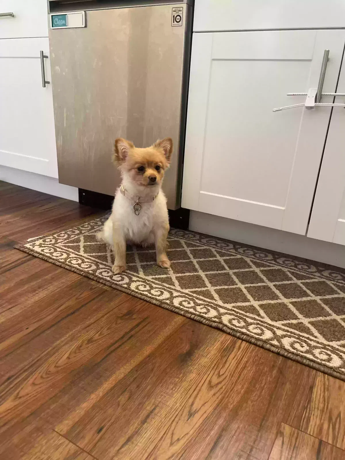 Lost dog in Port Jervis, NY, 12771