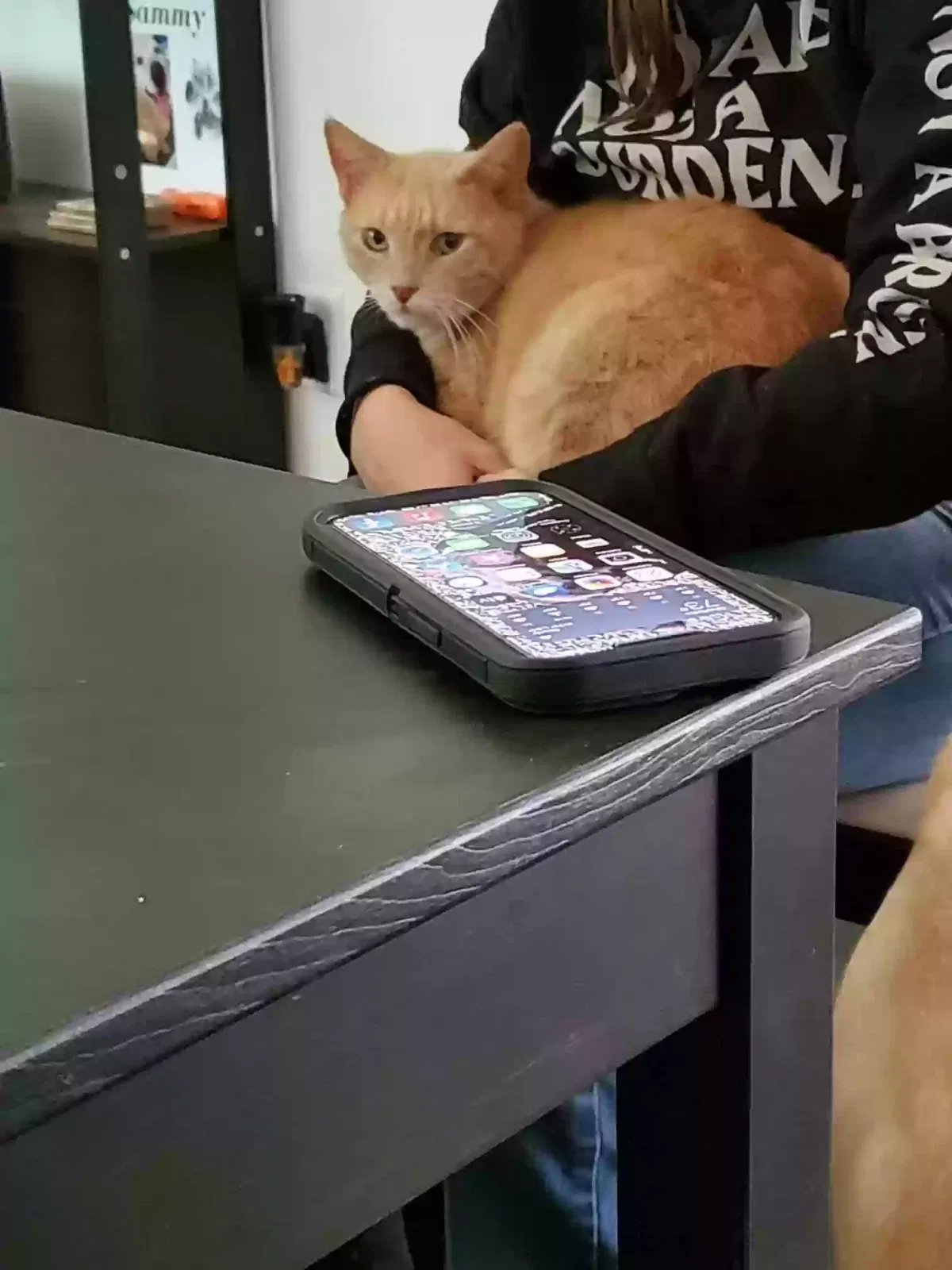 Lost cat in Charlotte, NC, 28215