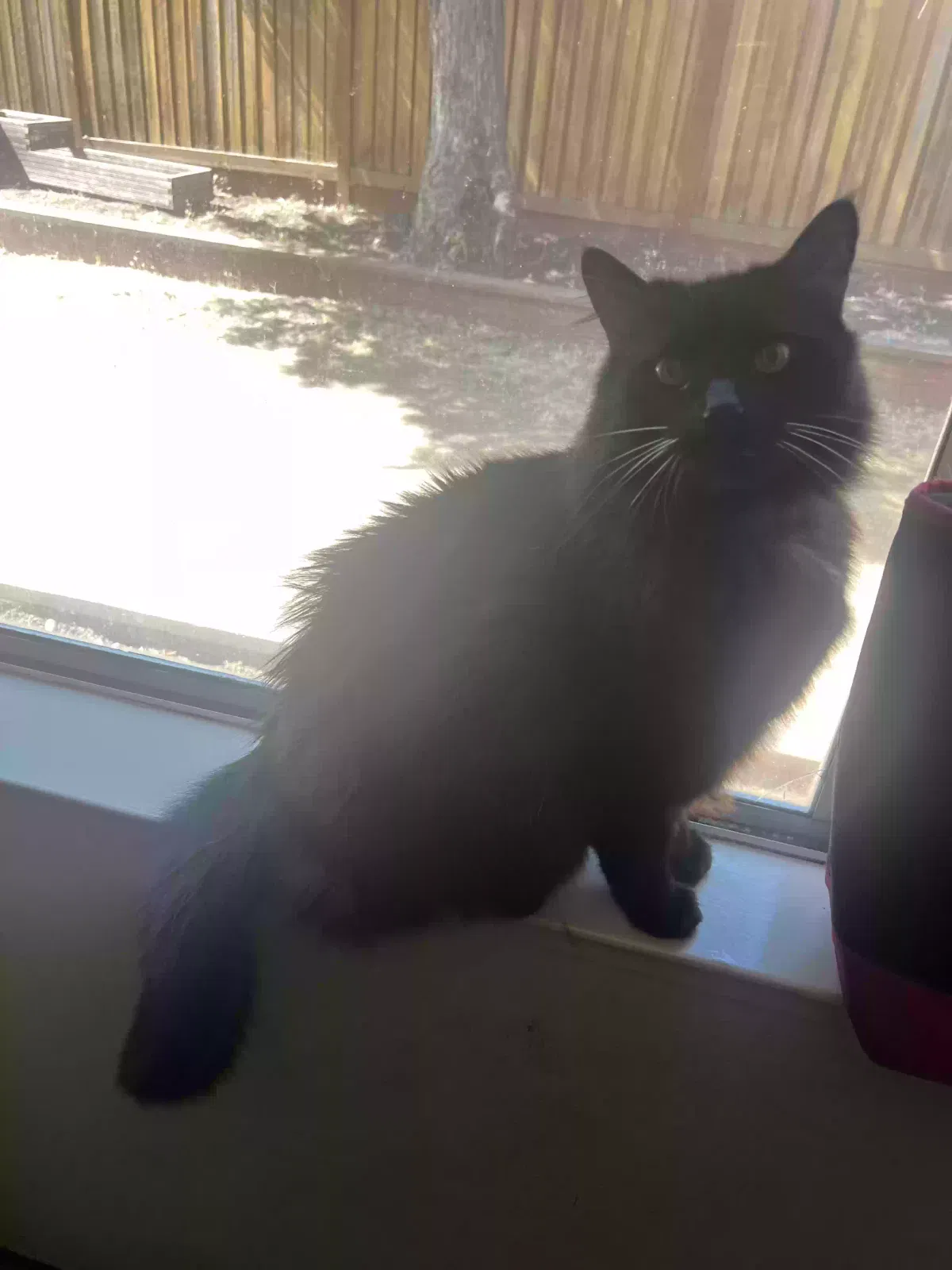 Lost cat in Benicia, CA, 94510