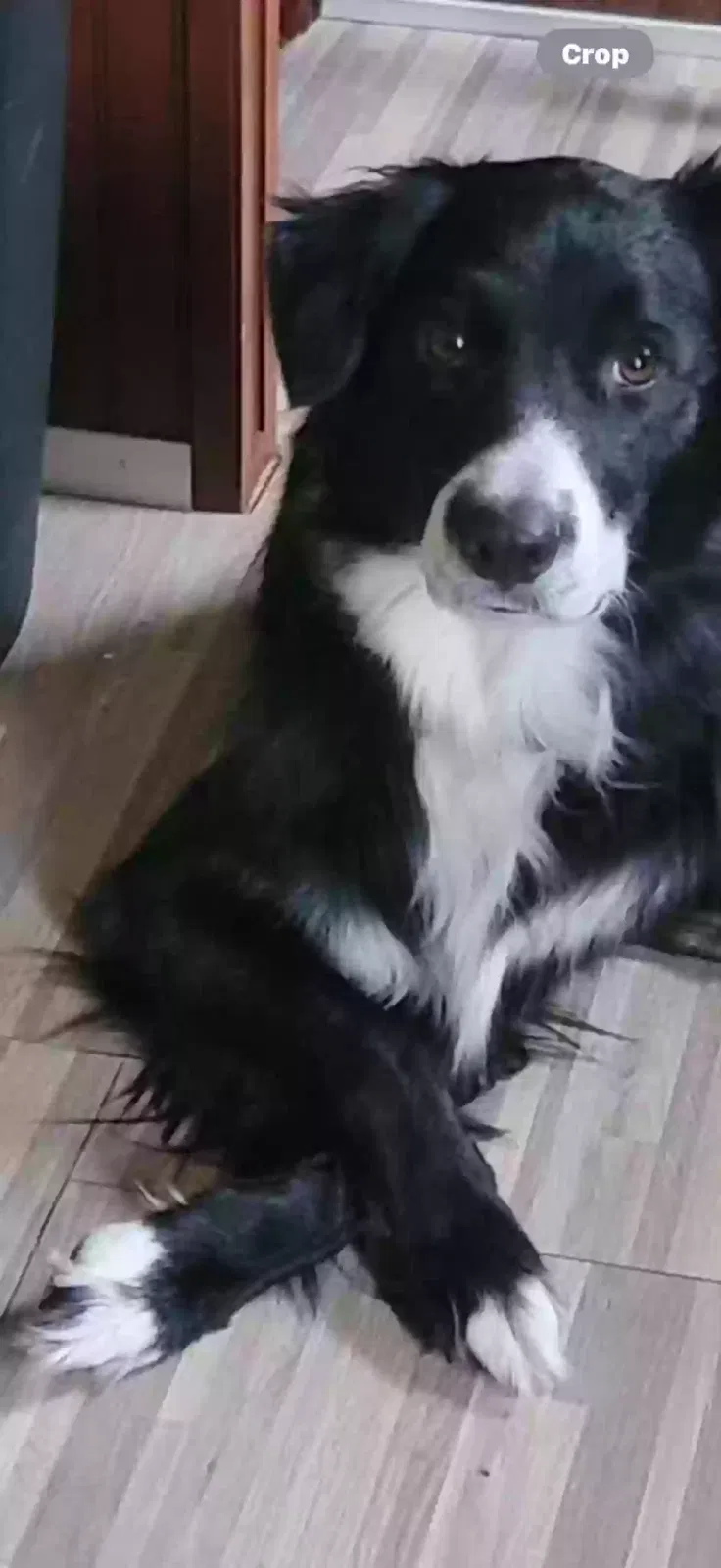 Lost dog in Bryan, TX, 77803