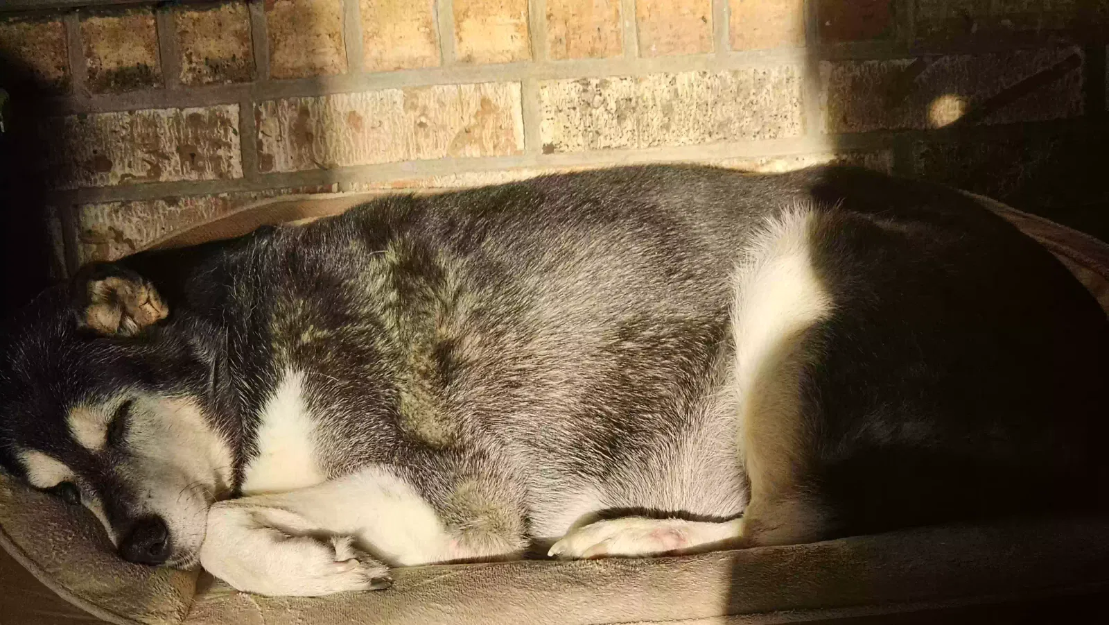 Lost dog in Oklahoma City, OK, 73127