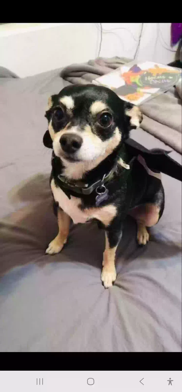 Lost dog in El Monte, CA, 91731