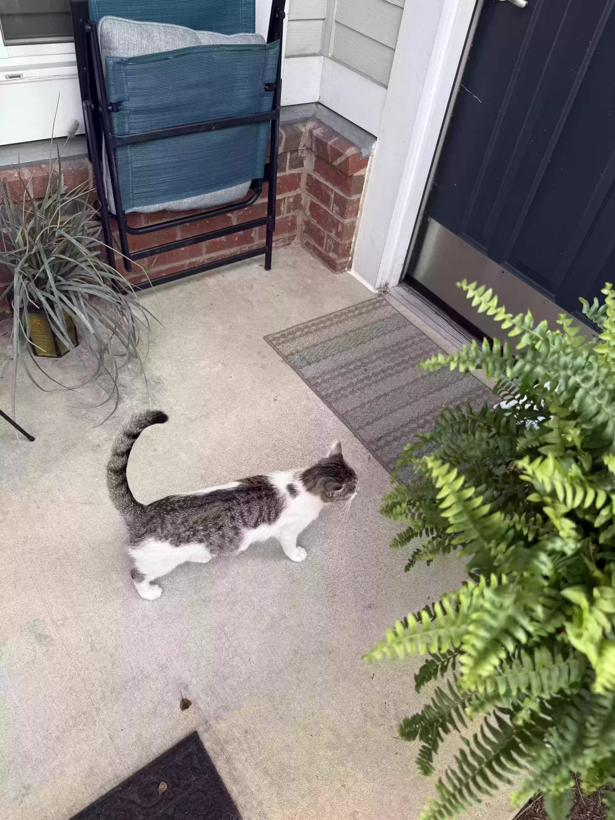 Lost cat in Mcdonough, GA, 30252