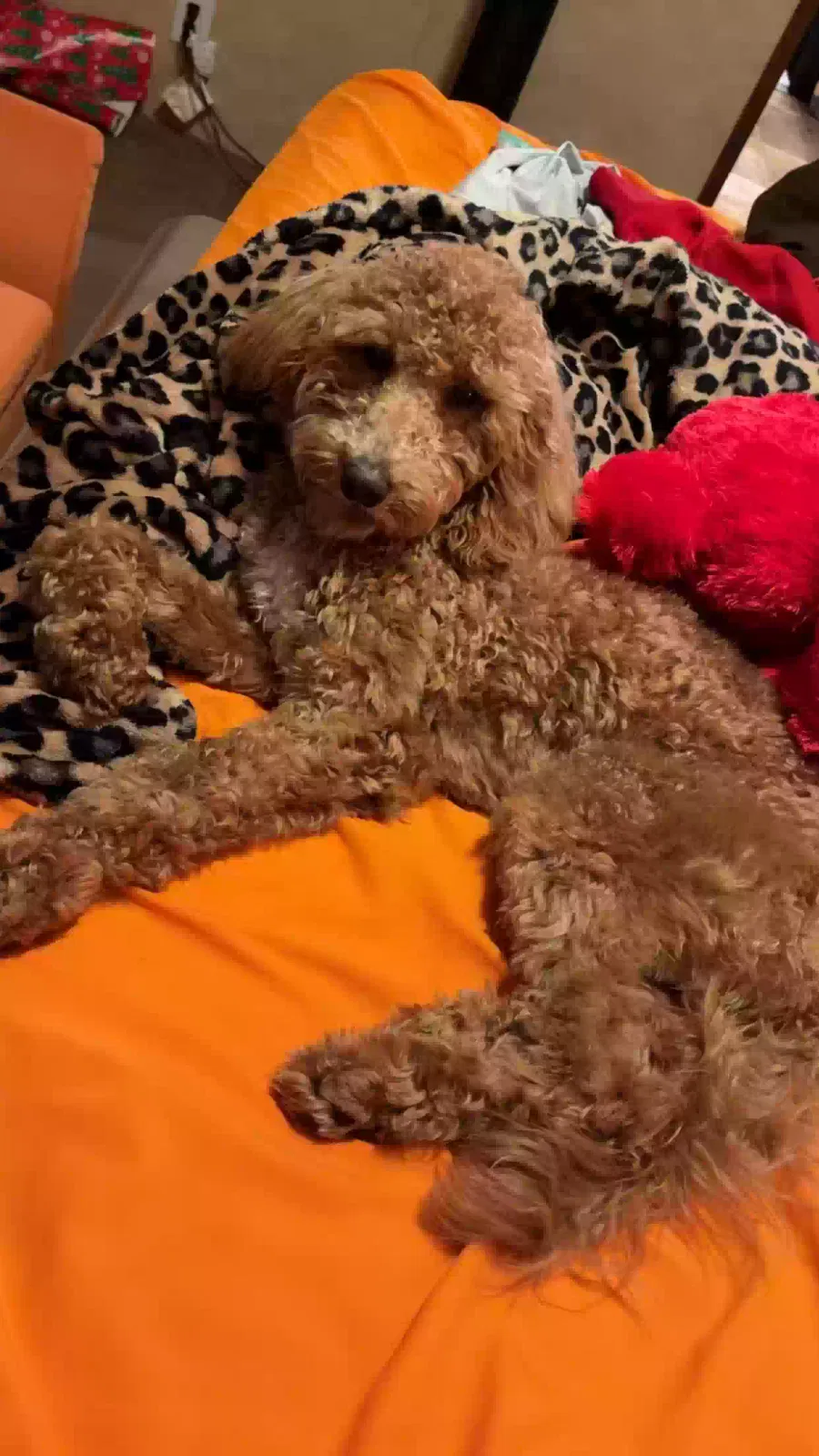 Lost dog in Montgomery, AL, 36116