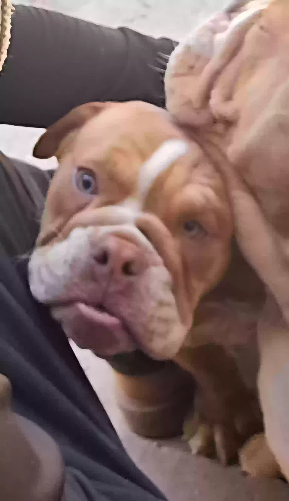 Lost dog in Bakersfield, CA, 93304