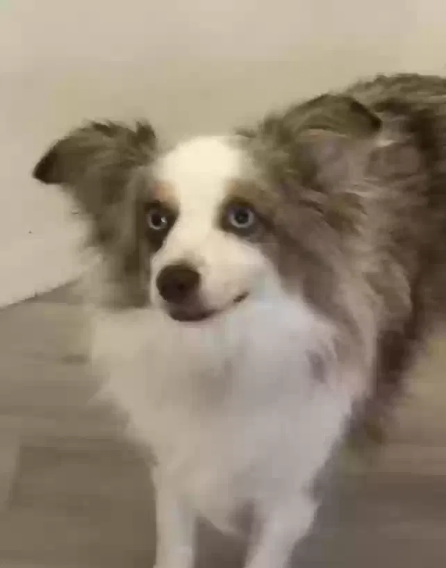Lost dog in Gilbertsville, PA, 19525