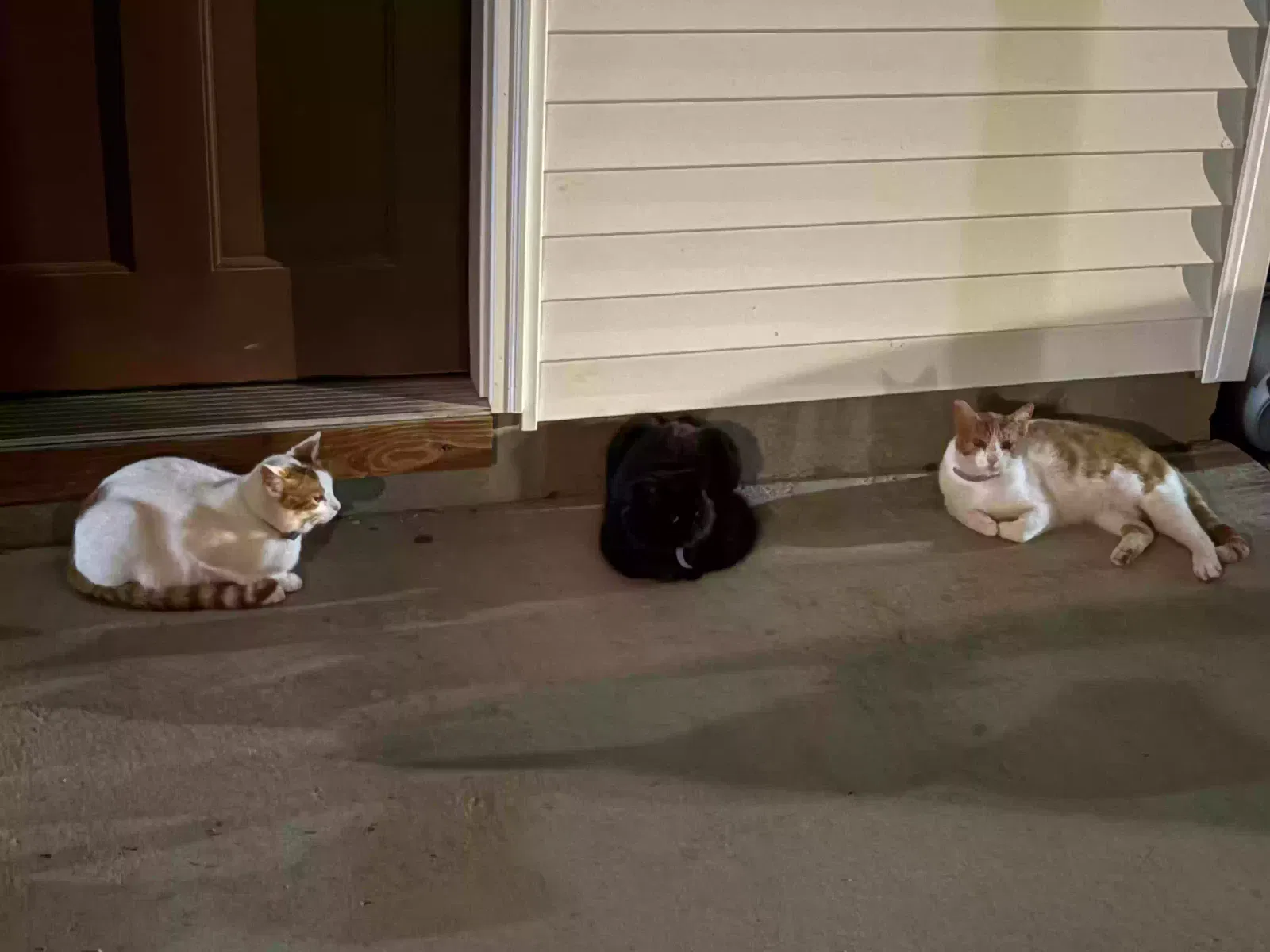 Lost cat in Scott City, MO, 63780