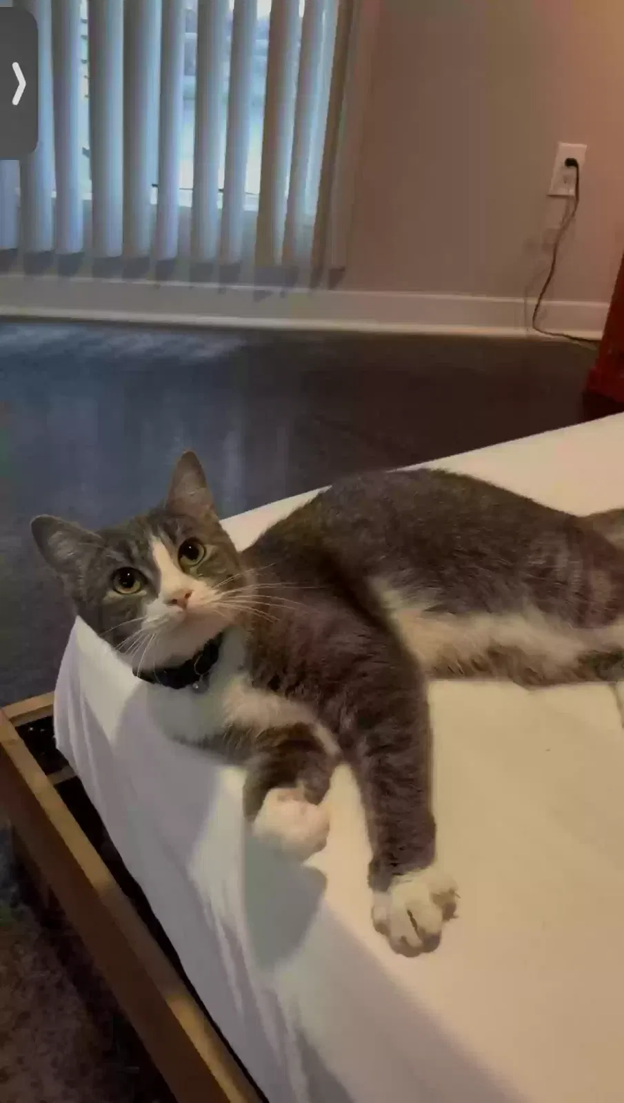 Lost cat in Atlanta, GA, 30326