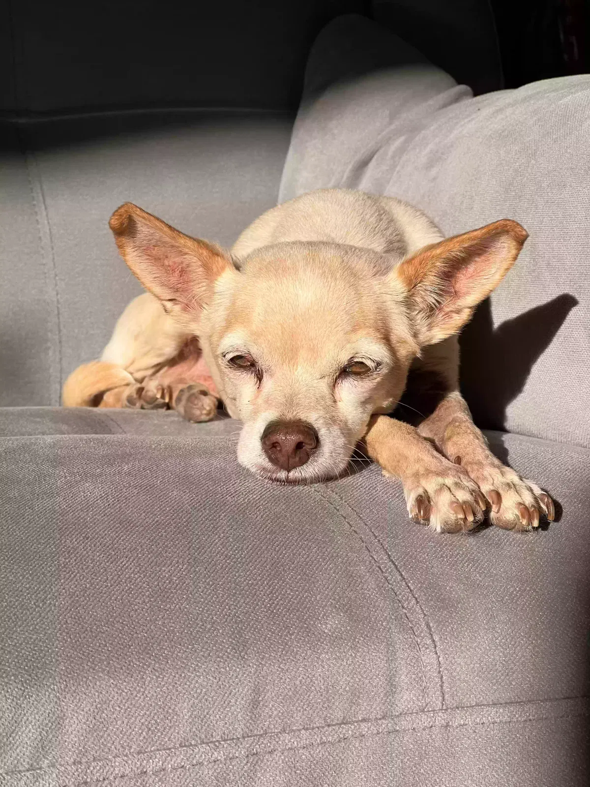 Lost dog in Tempe, AZ, 85281
