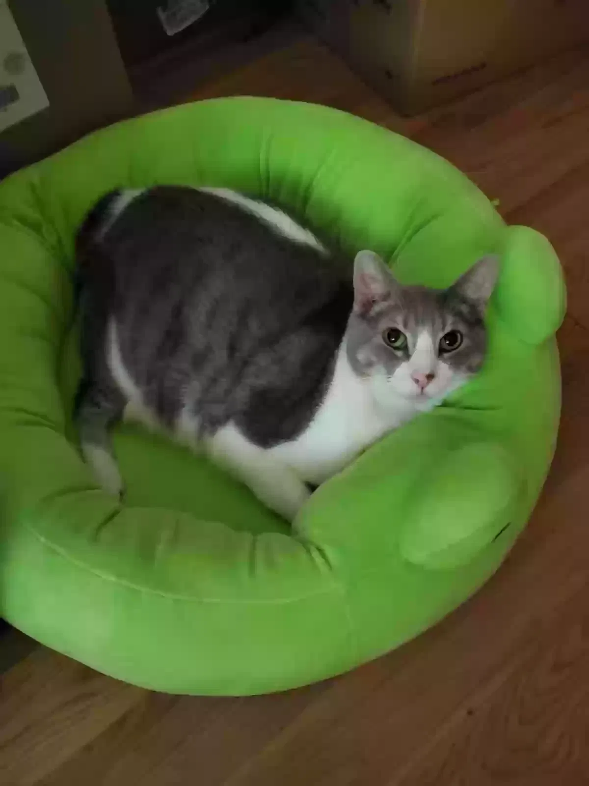 Lost cat in Tacoma, WA, 98404