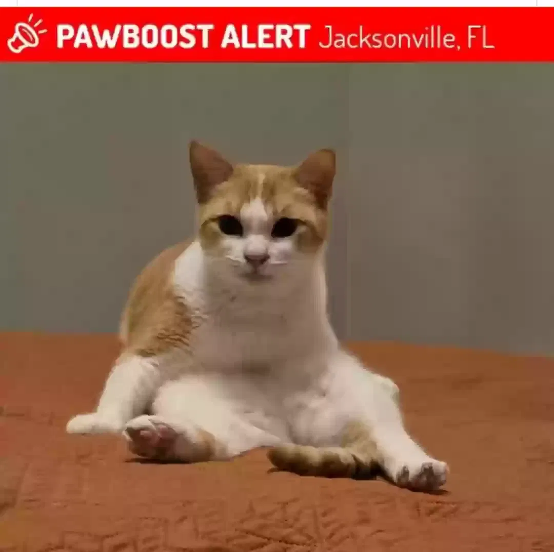 Lost cat in Jacksonville, FL, 32221