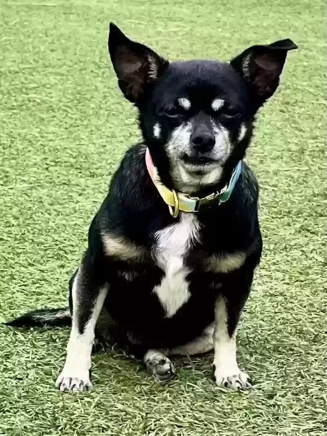 Lost dog in Pacoima, CA, 91331