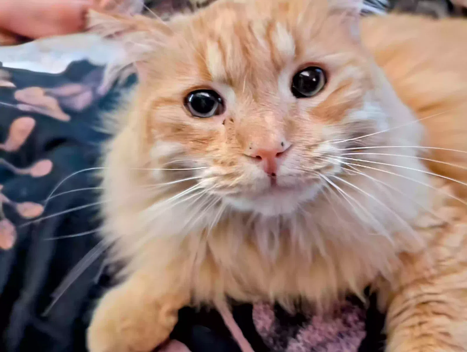 Lost cat in Sacramento, CA, 95823