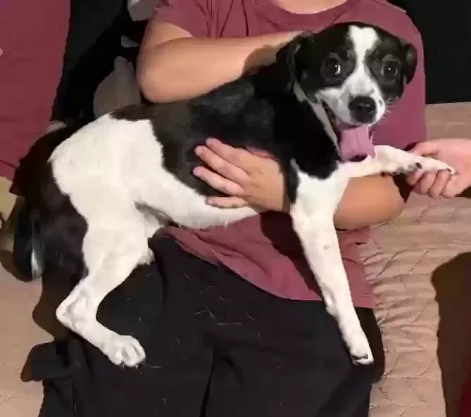 Lost dog in Sun Valley, CA, 91352