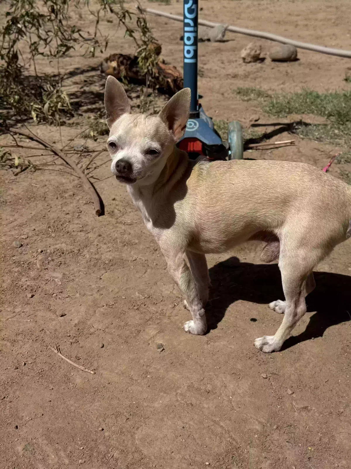 Lost dog in Phoenix, AZ, 85031