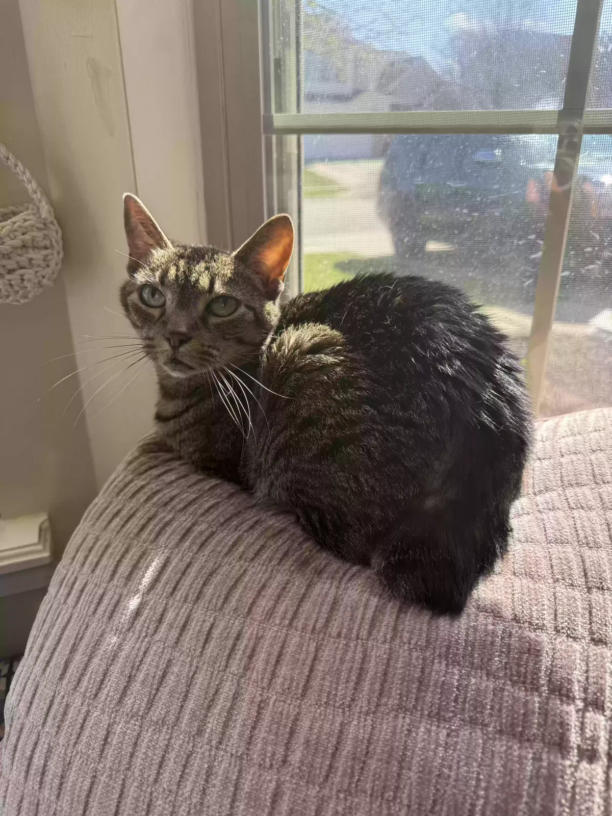 Lost cat in Greenwood, IN, 46142