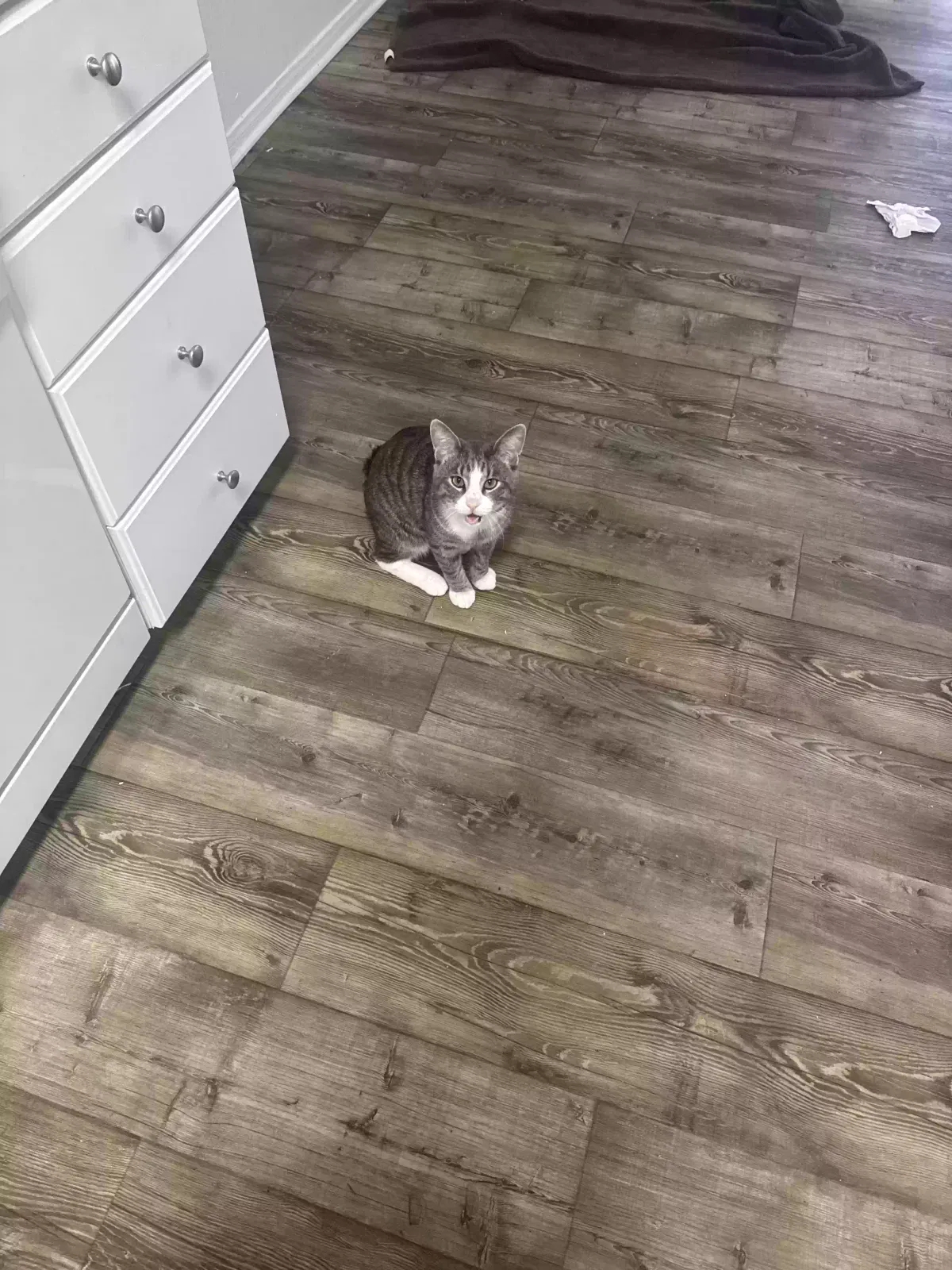 Lost cat in Oceanside, CA, 92058