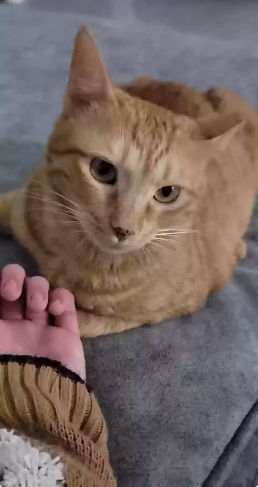 Lost cat in Plano, TX, 75093
