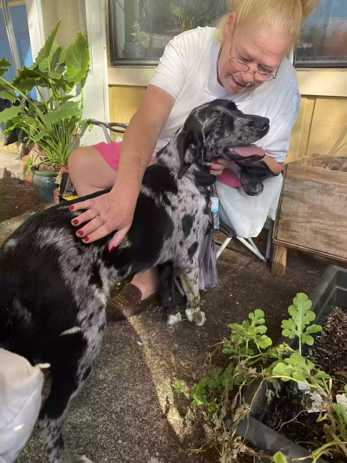 Lost dog in Navarre, FL, 32566
