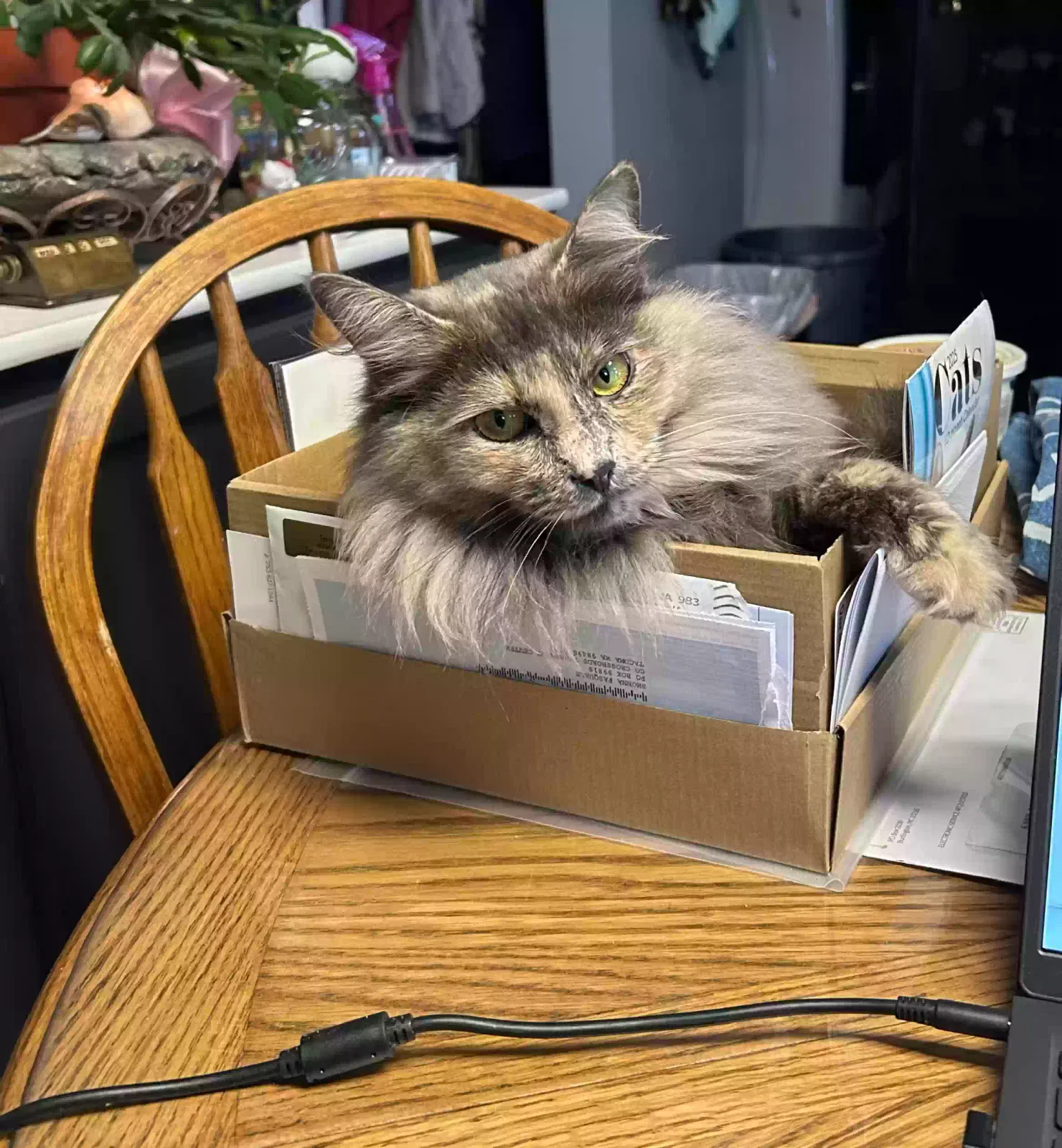Lost cat in Tacoma, WA, 98404