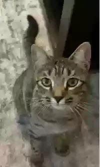 Lost cat in Baton Rouge, LA, 70816