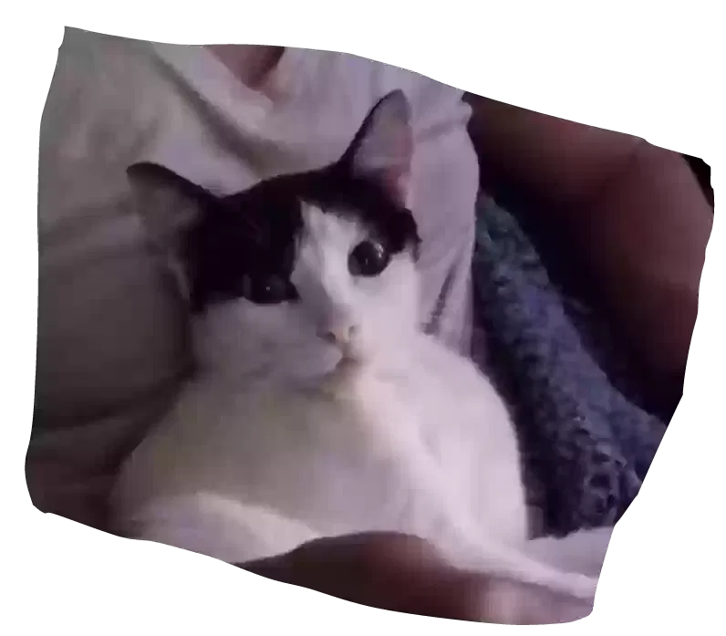 Lost cat in San Antonio, TX, 78201