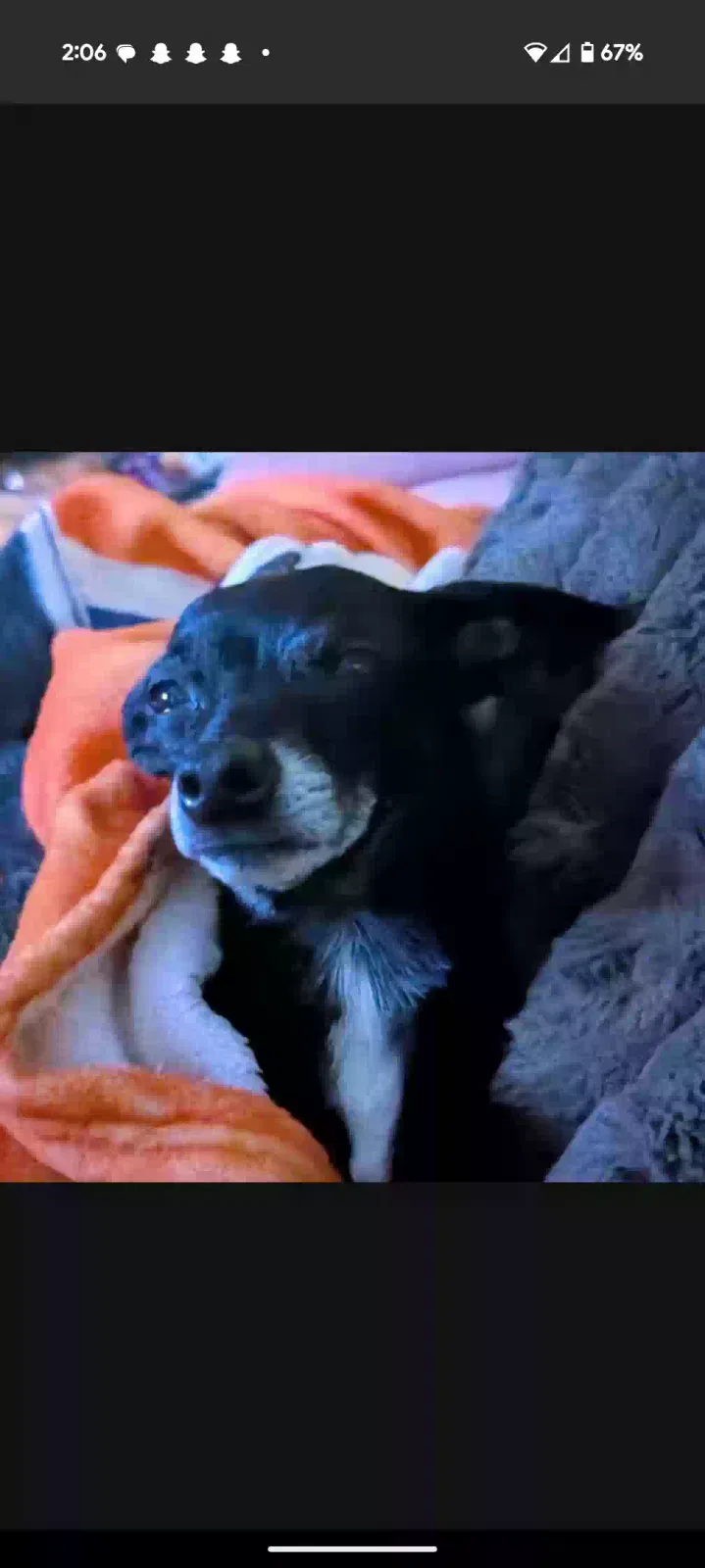 Lost dog in Talbott, TN, 37877