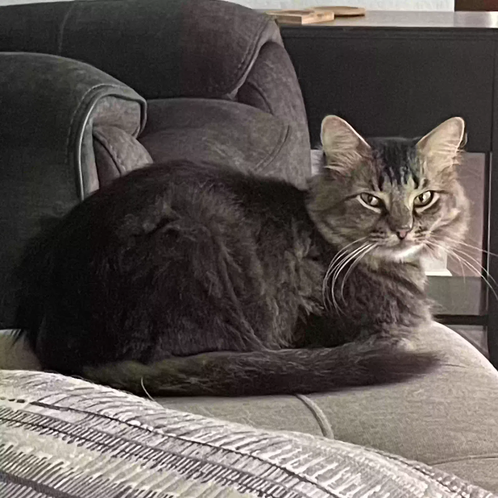 Lost cat in Grapevine, TX, 76051