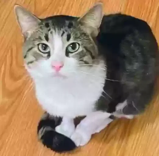 Lost cat in Dearborn, MI, 48124