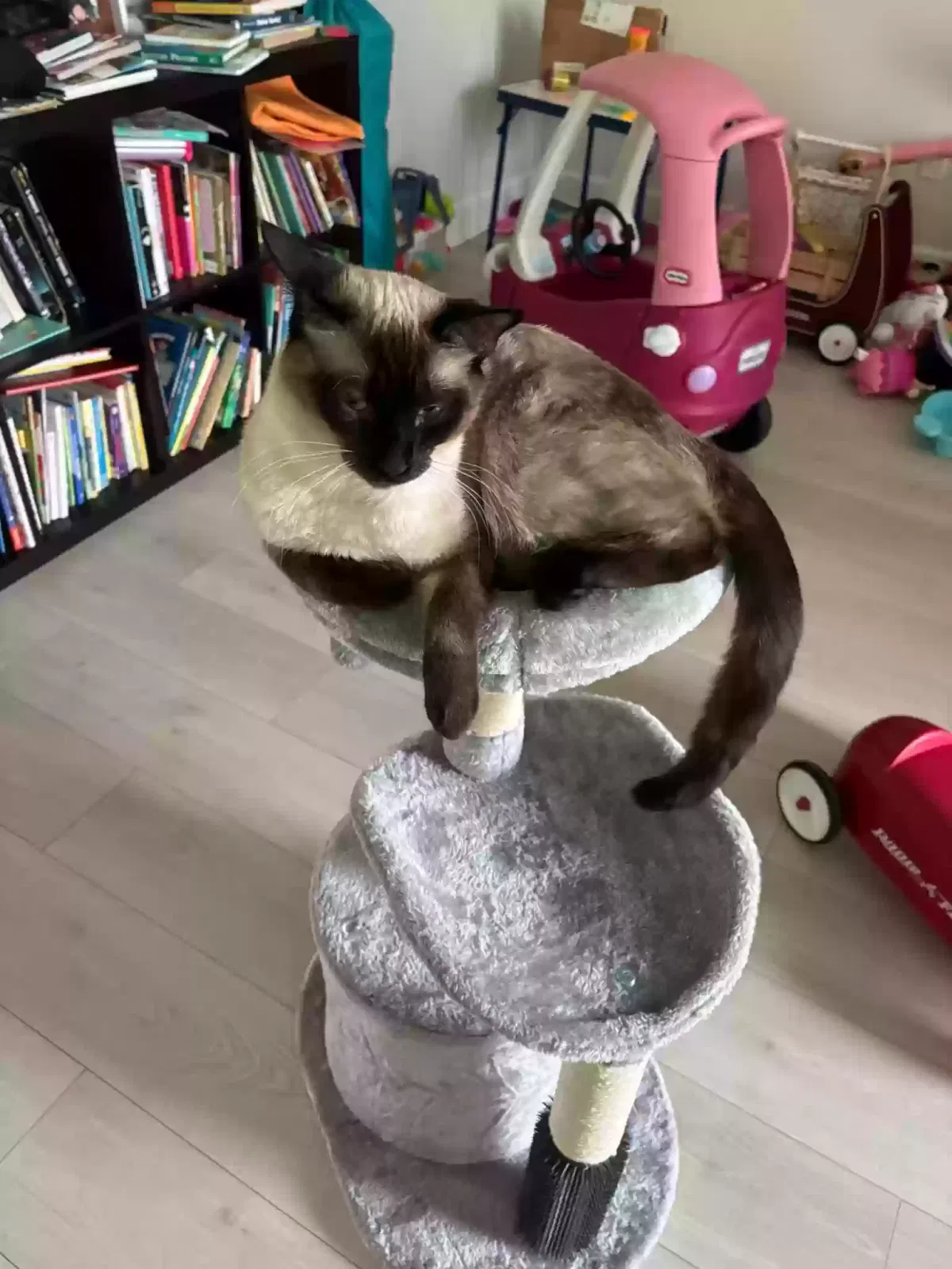 Lost cat in Loxahatchee, FL, 33470