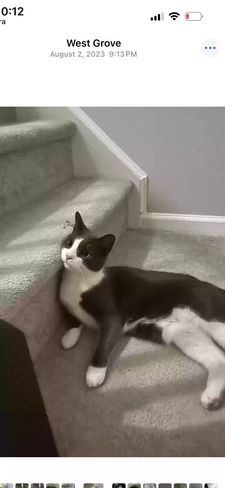 Lost cat in West Grove, PA, 19390