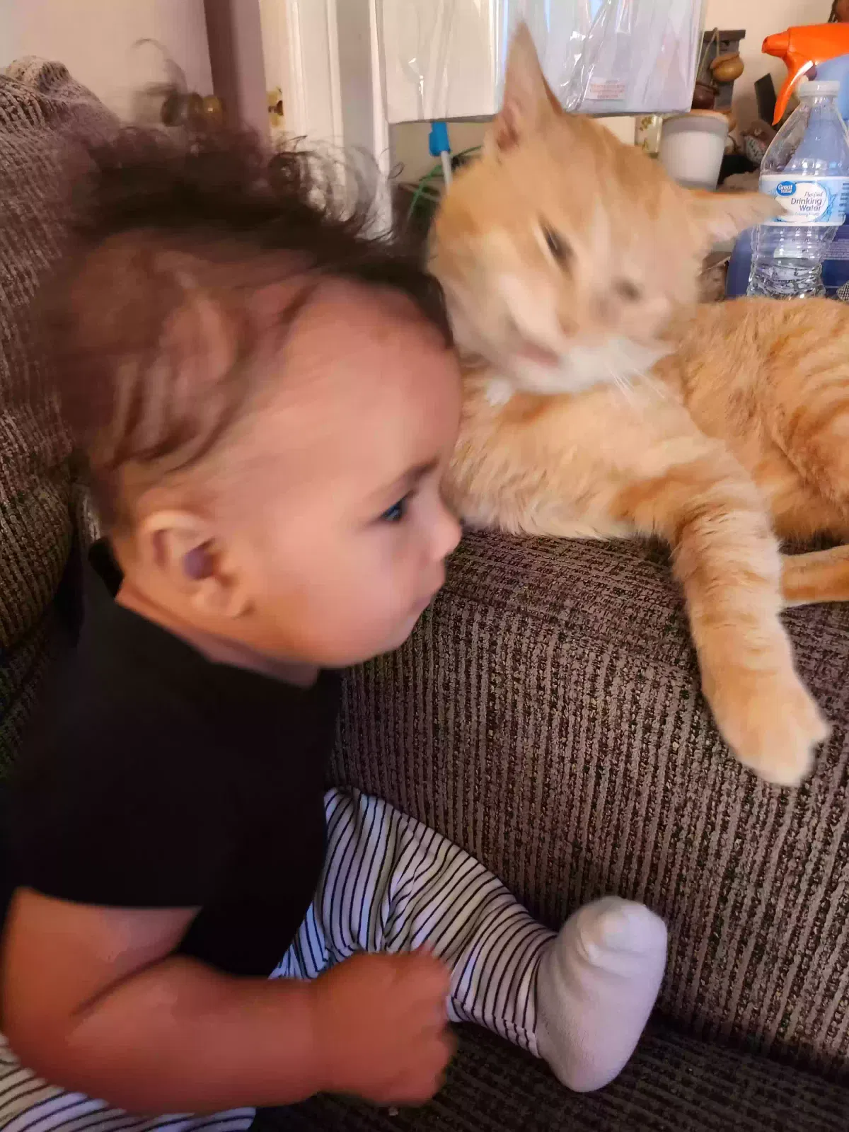 Lost cat in Cherryville, NC, 28021