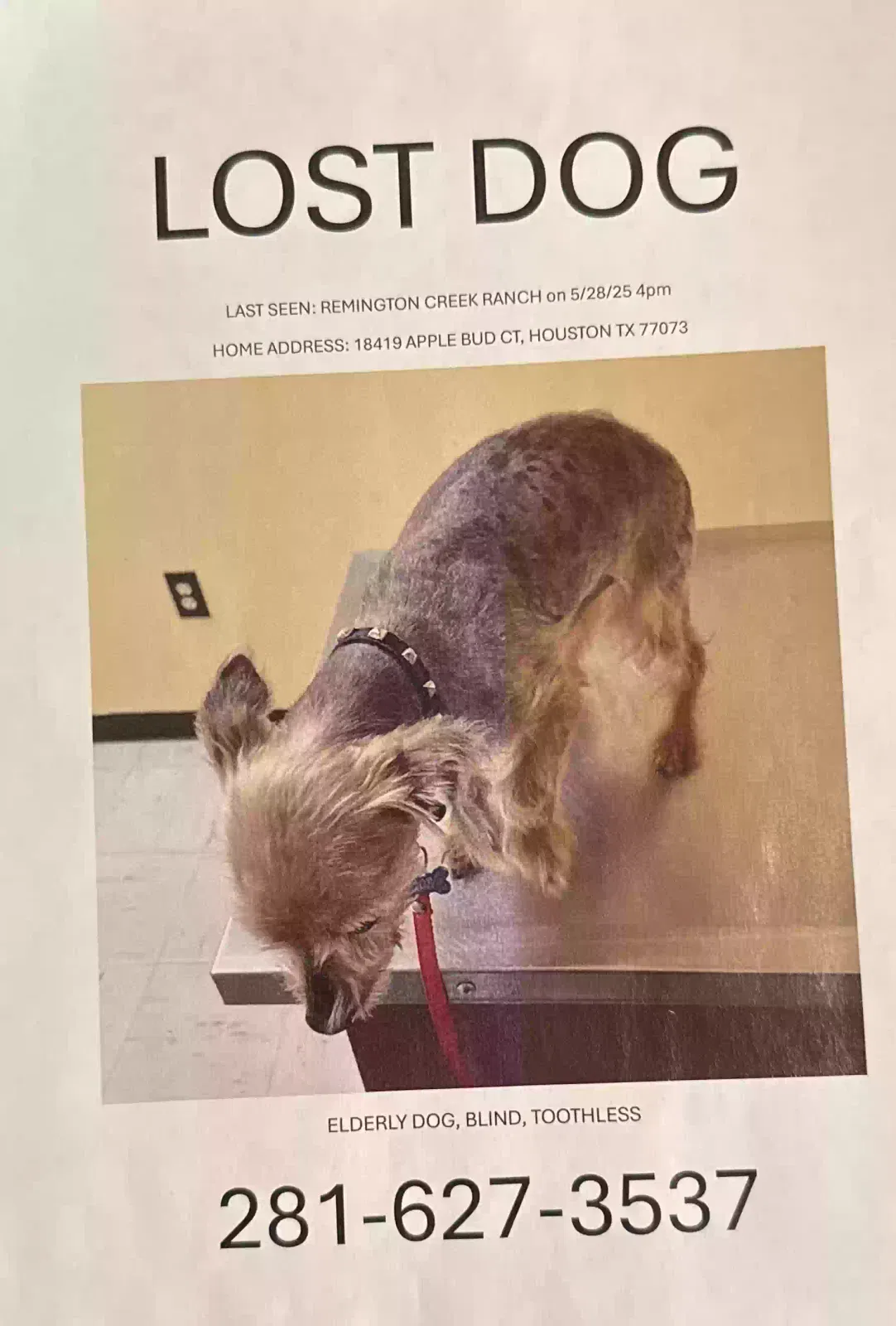 Lost dog in Houston, TX, 77073