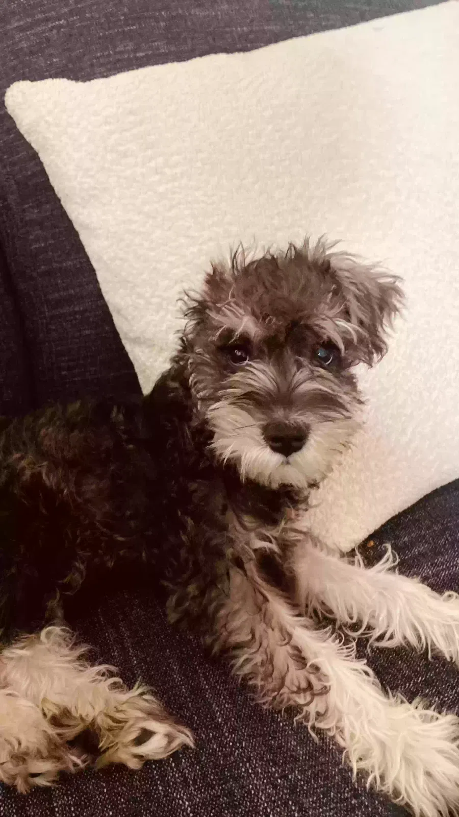 Lost dog in San Pedro, CA, 90731