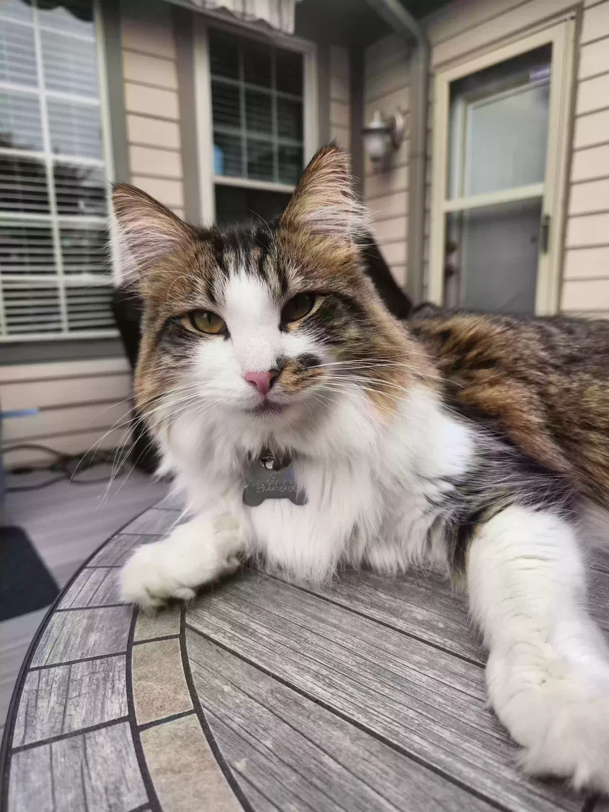 Lost cat in Greenfield, IN, 46140