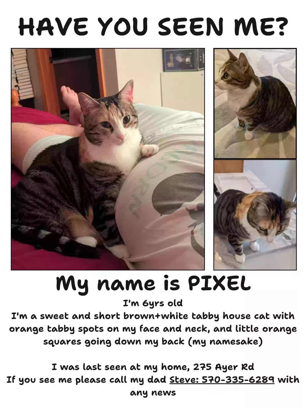 Lost cat in Buffalo, NY, 14221