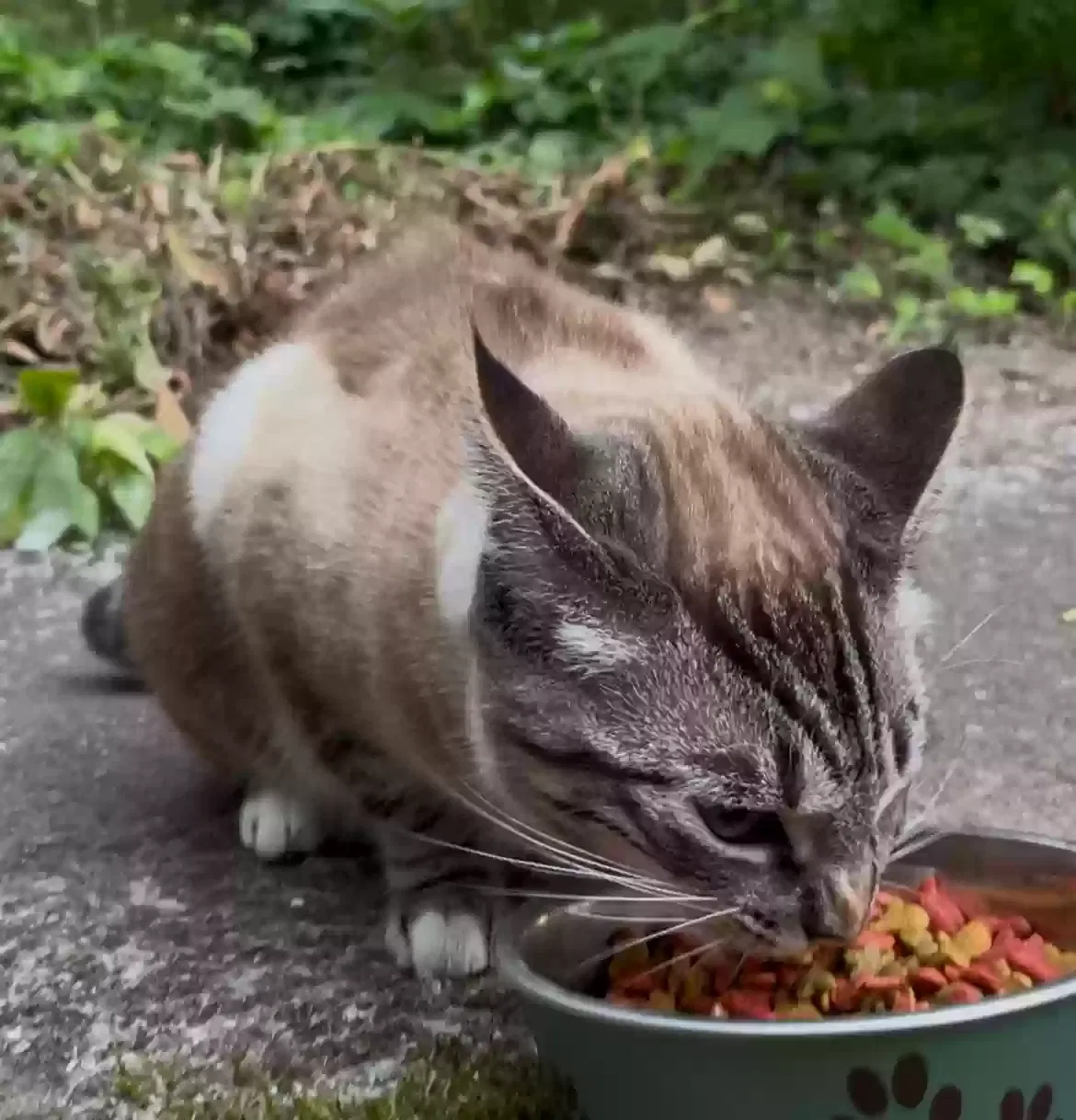 Found cat in Seattle, WA, 98106
