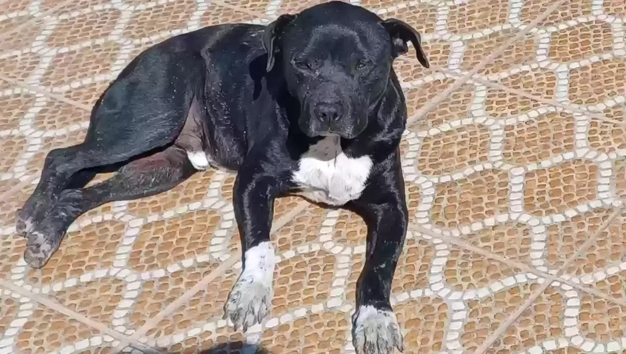 Lost dog in Mcallen, TX, 78504