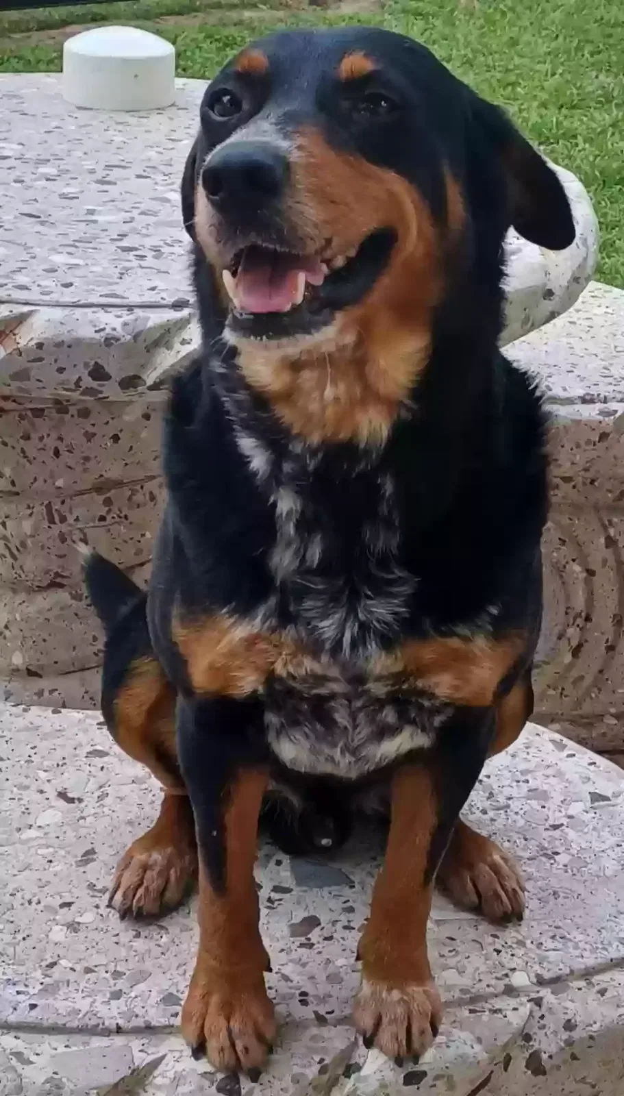 Lost dog in Mcallen, TX, 78504