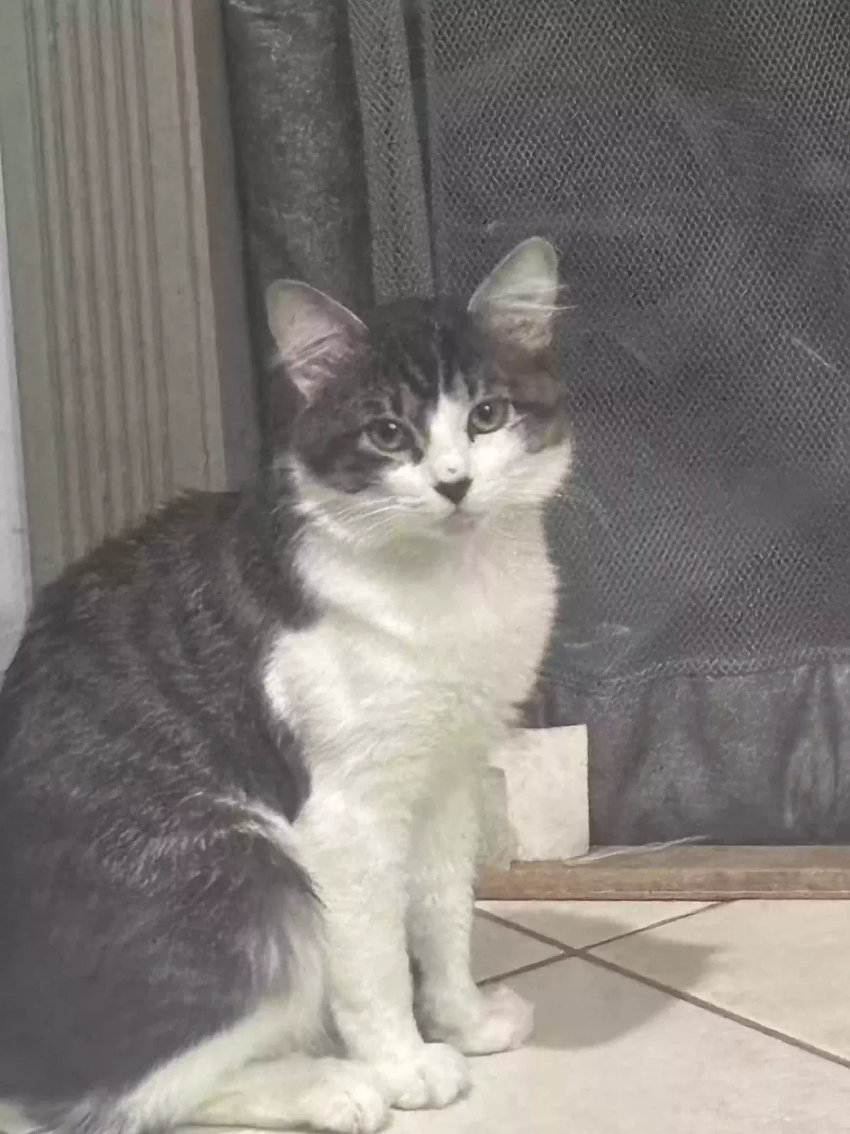 Lost cat in Nazareth, PA, 18064