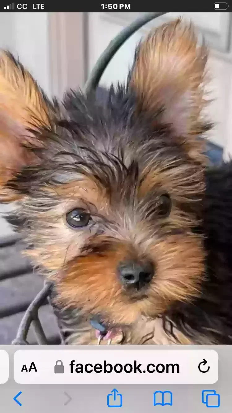 Lost dog in Phoenix, AZ, 85027