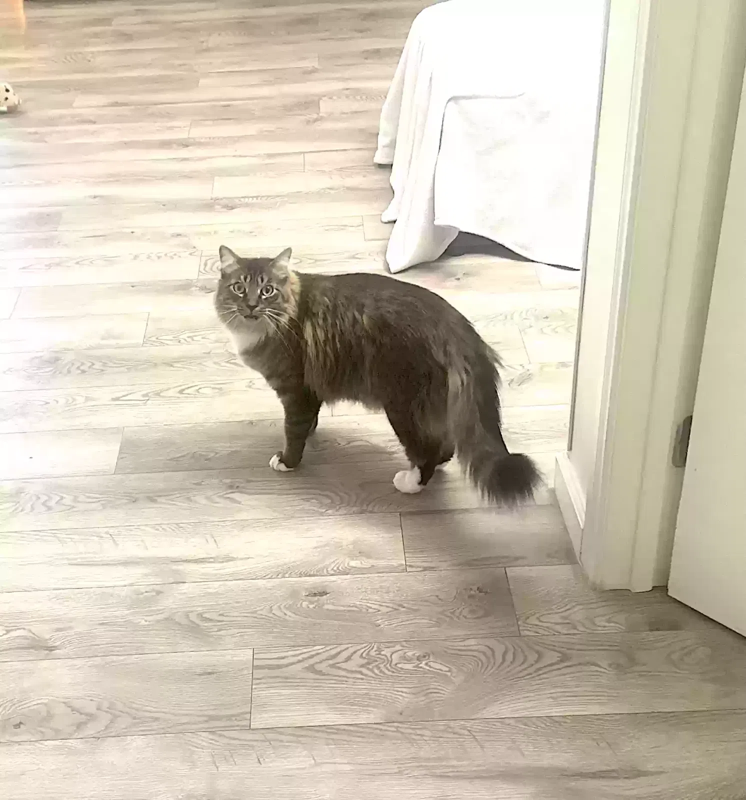Lost cat in Wildomar, CA, 92595
