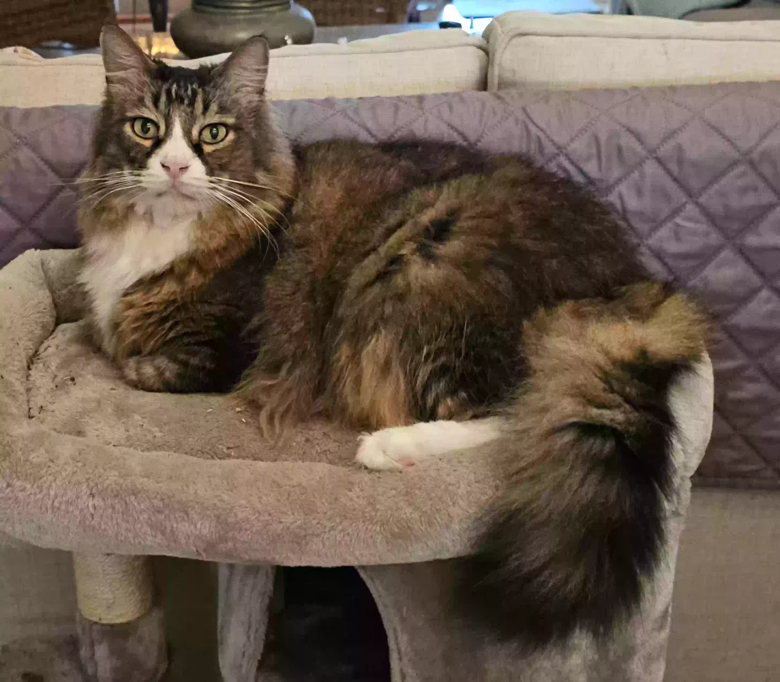 Lost cat in Palm Harbor, FL, 34684
