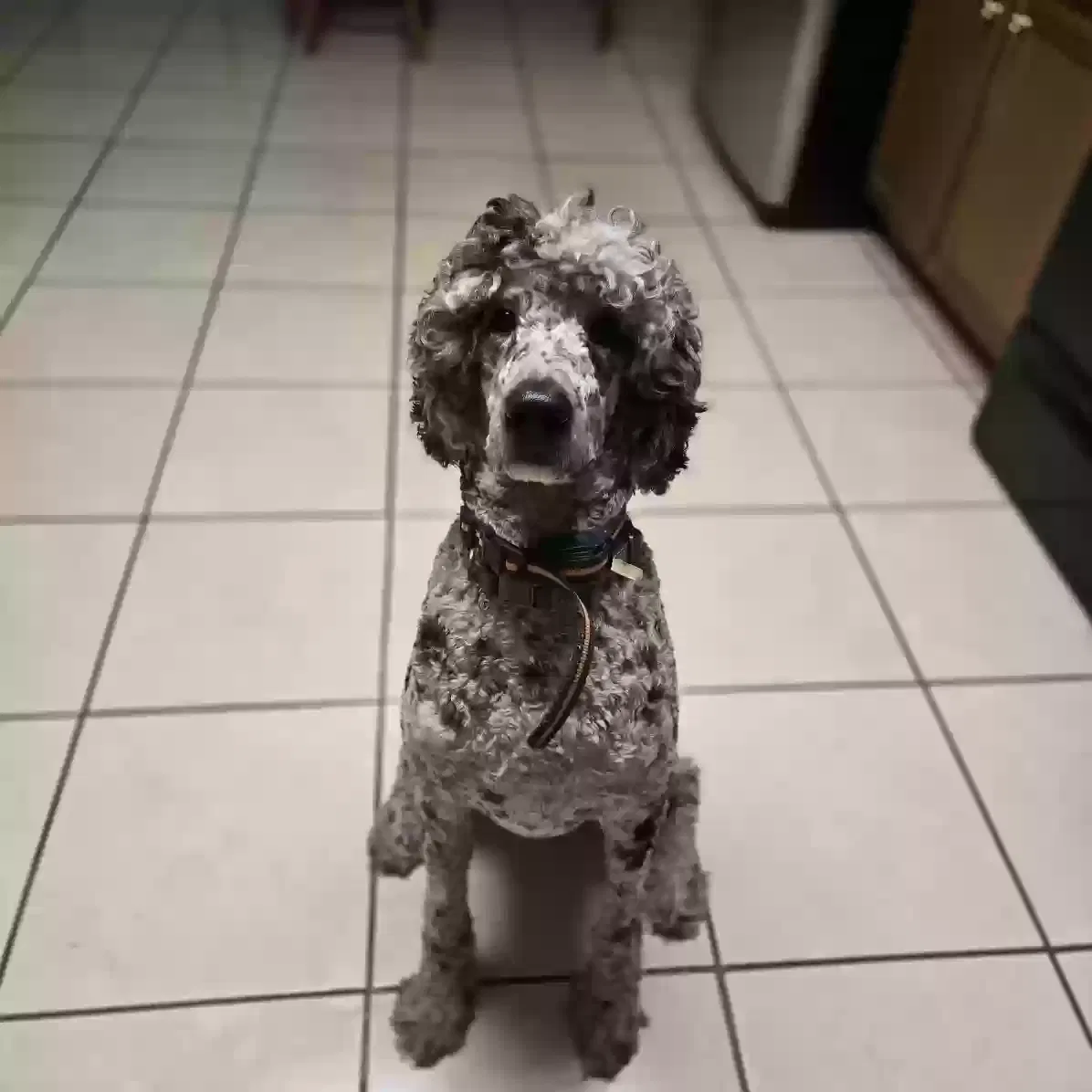 Lost dog in Darlington, MD, 21034