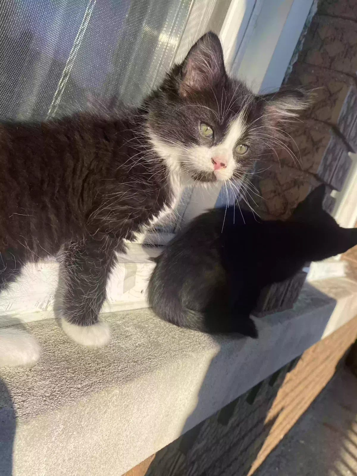 Lost cat in Forney, TX, 75126